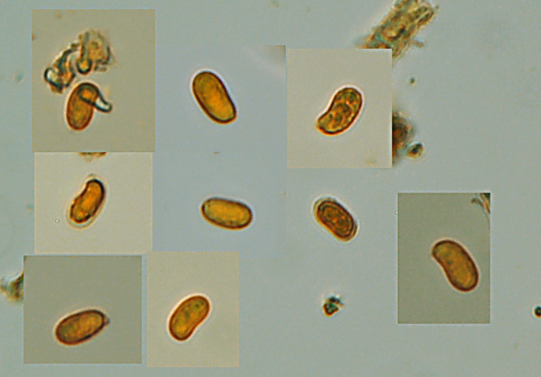 Peniophora boidinii? (Peniophora boidinii)